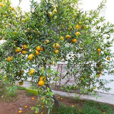Laila'S Cozy Garden House & Studio Larnaca Zewnętrze zdjęcie